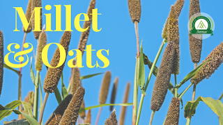 Millet Vs Oats